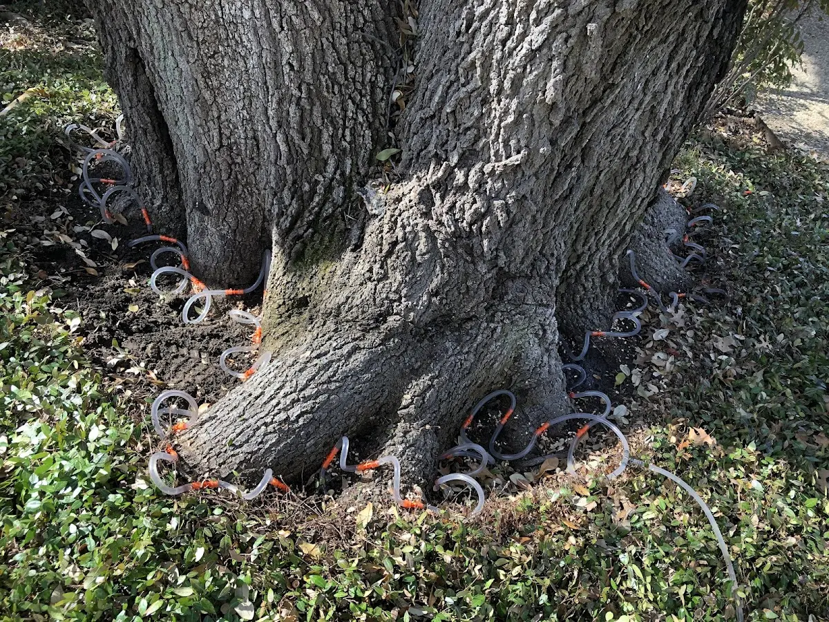 Detailed Tree Cabling and Bracing job site in Lithia Springs