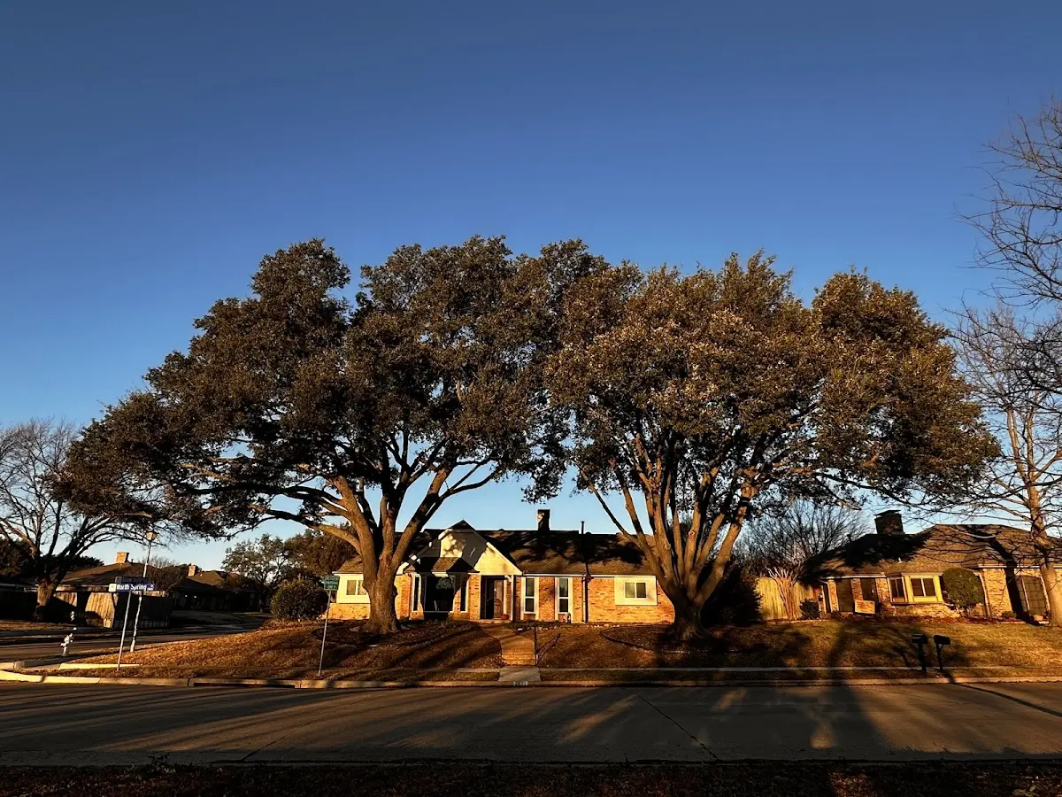 Established residential canopy tree shading a home in Lithia Springs